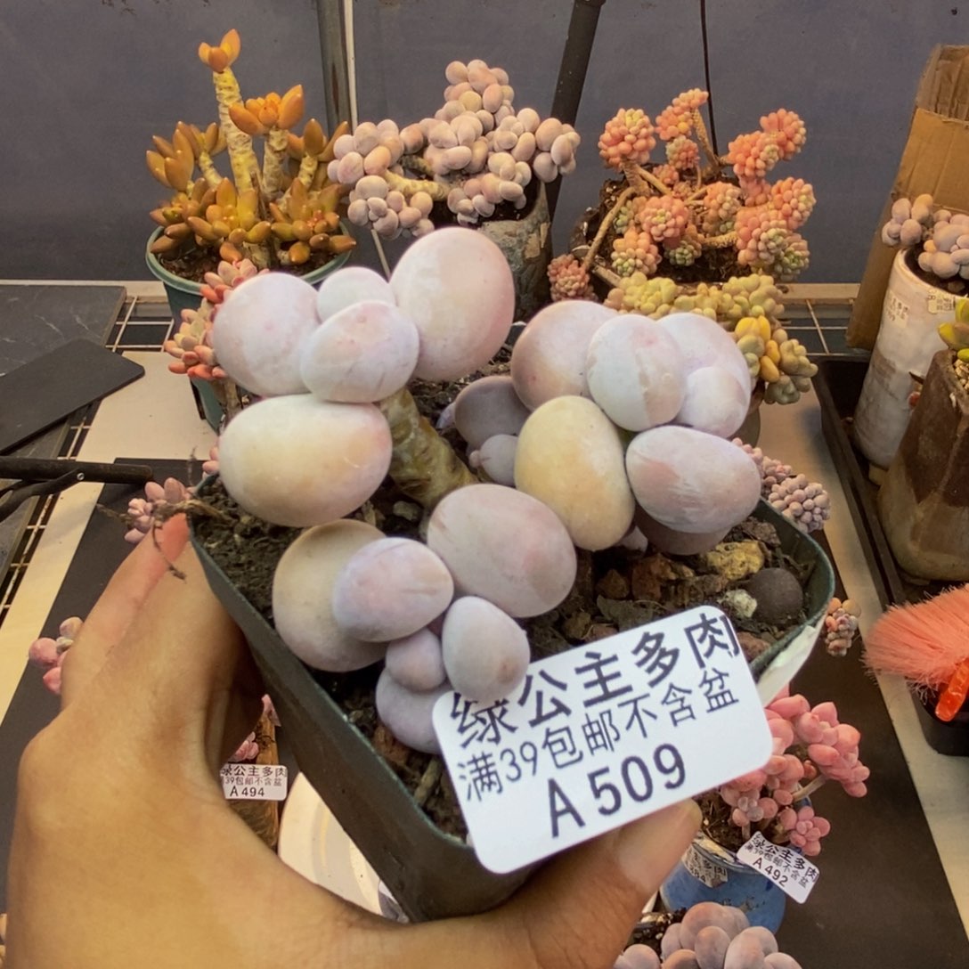 509芭比奶多肉7cm