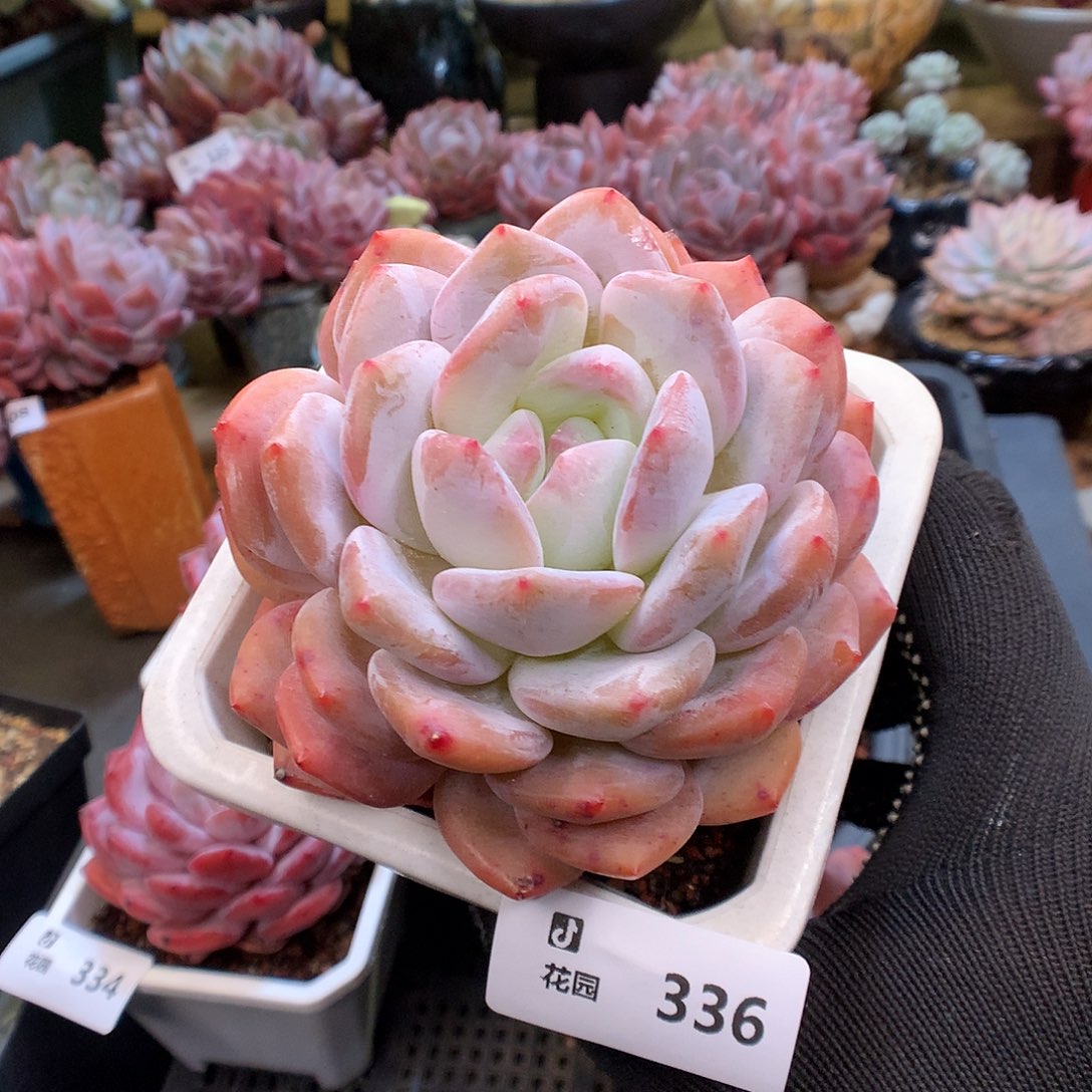 336蒙克多肉植物66666