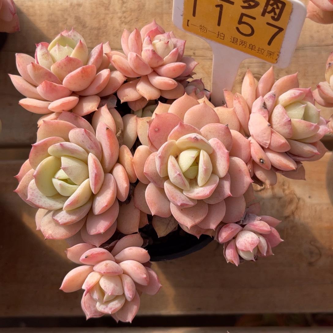 云尘多肉一物一拍1157