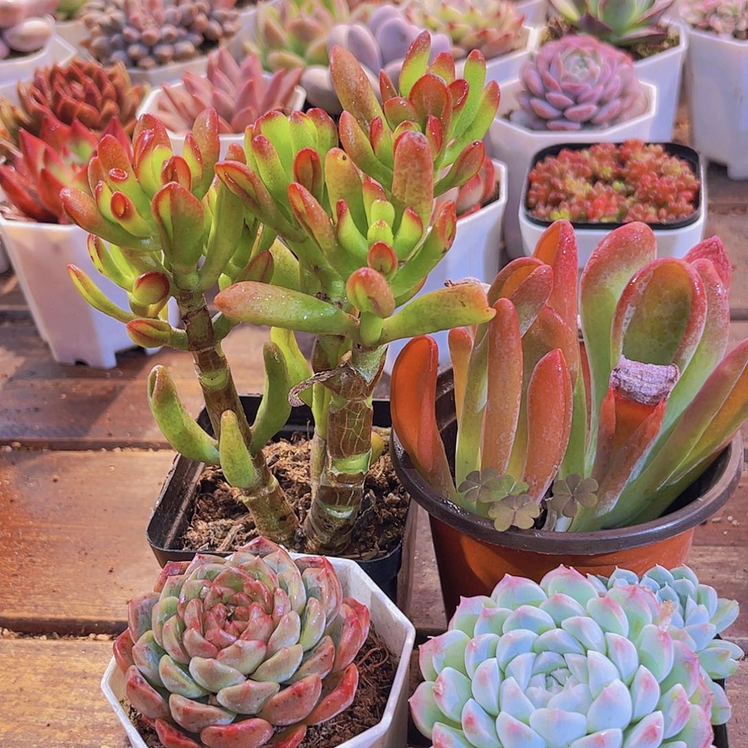 火狐狸➕美腻➕葡萄珍妮➕招财猫