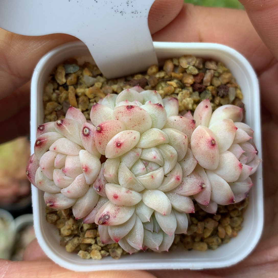 甜心D5头无砍捧花群4921