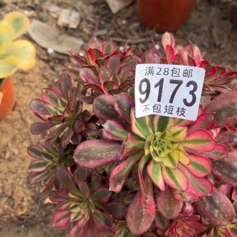 9173冰淇淋多肉植物法师