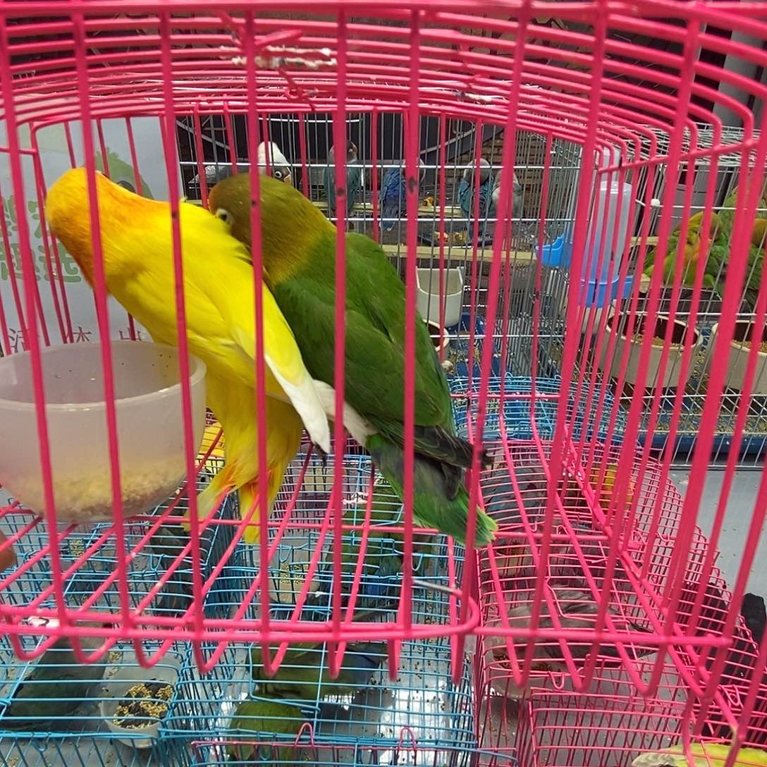 仔****桃脸牡丹鹦鹉黄金丝棕头