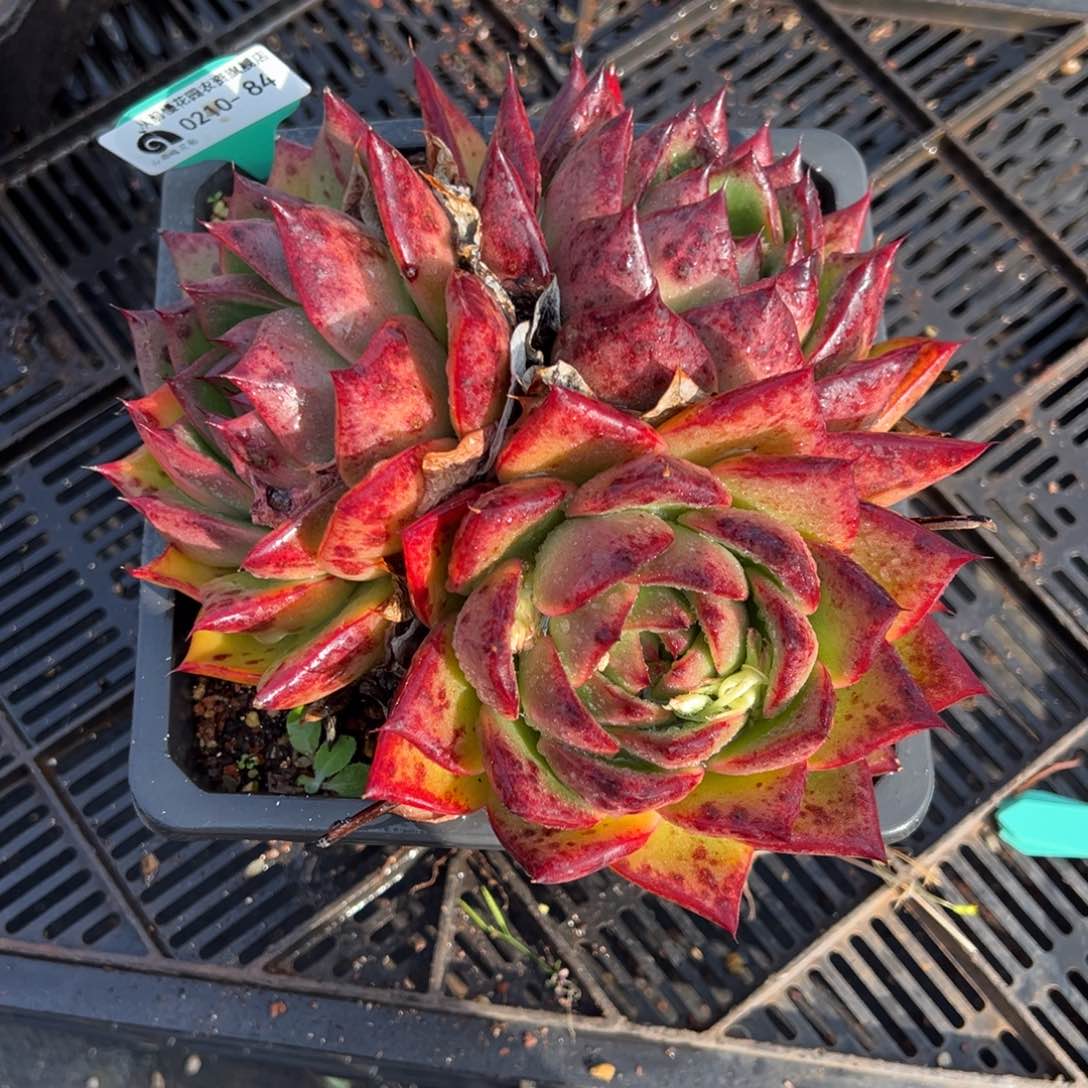 从前慢多肉精选编号0210.84