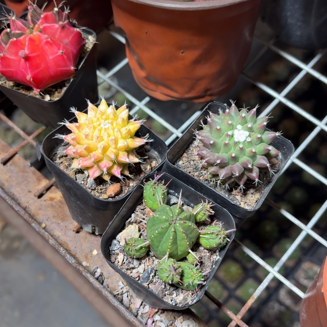 金春➕雪糕➕火麒麟3盆一组特价