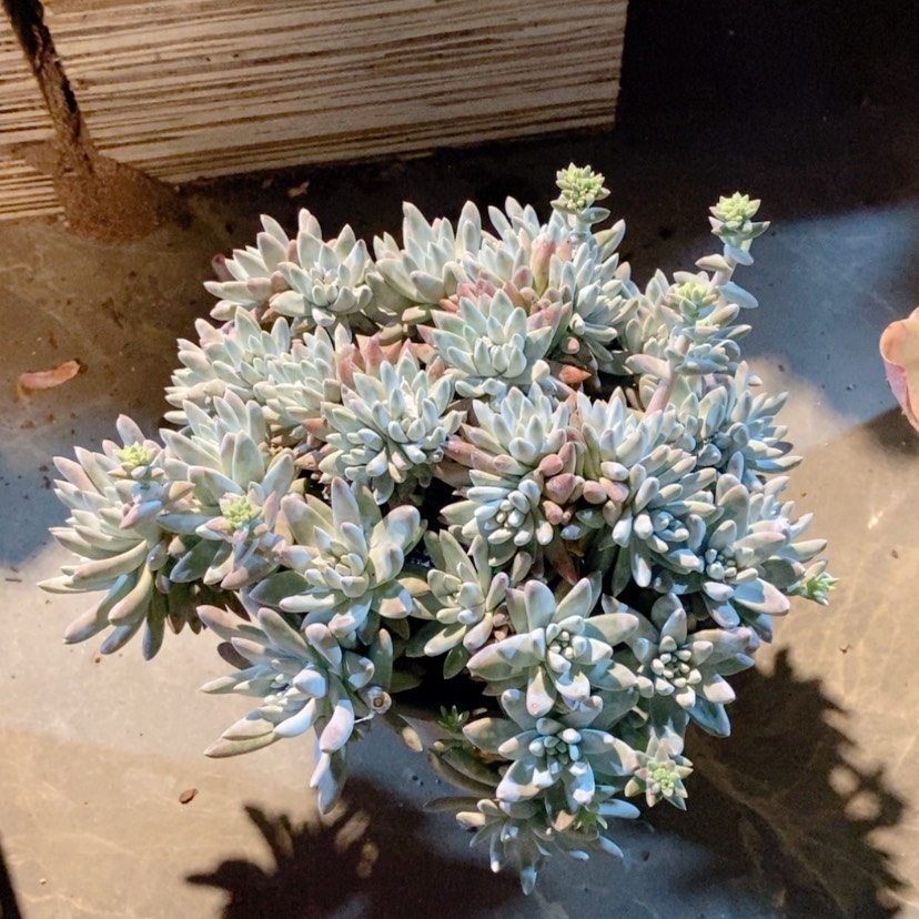【闪购商品】白菊1562