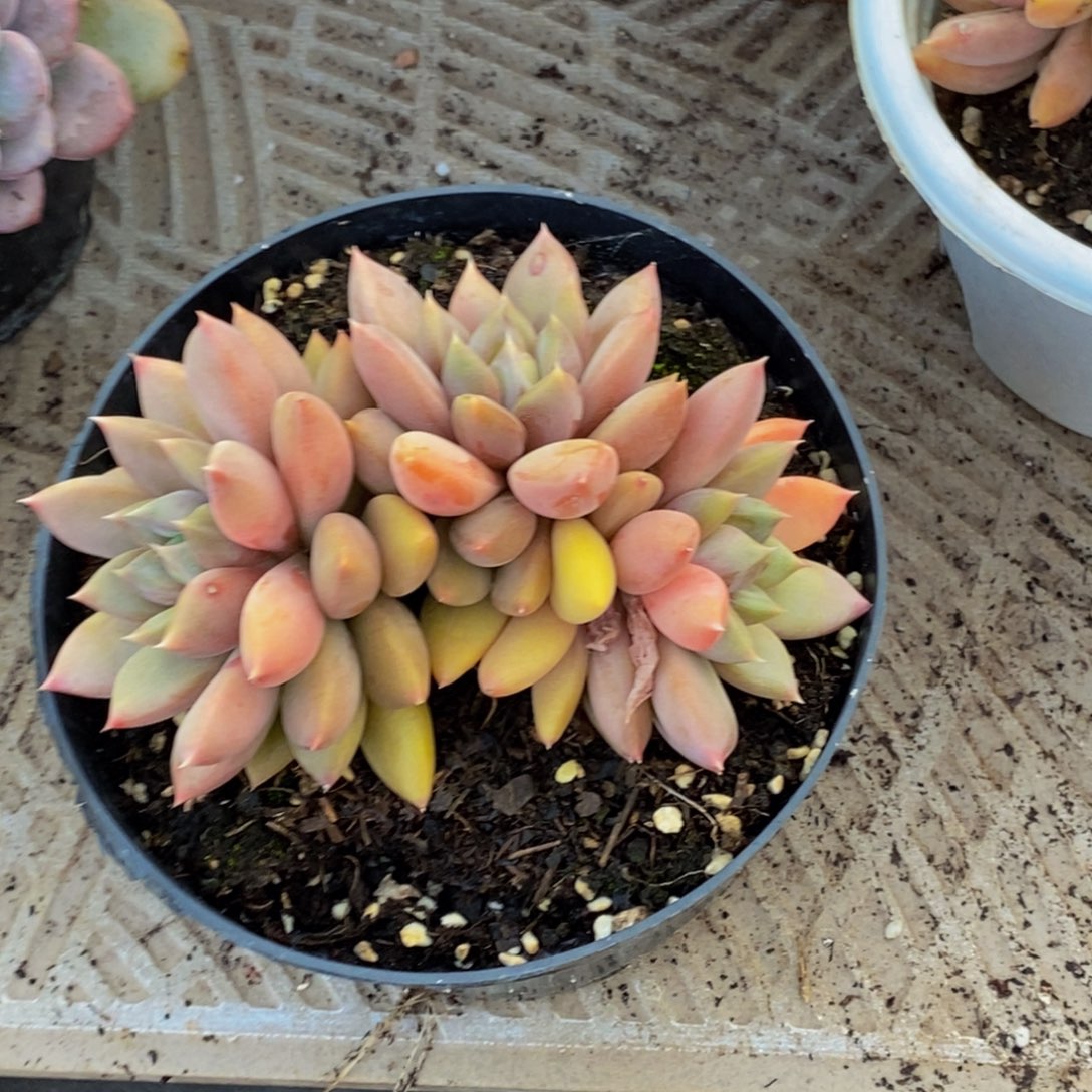 淡**风48包邮一物一拍多肉