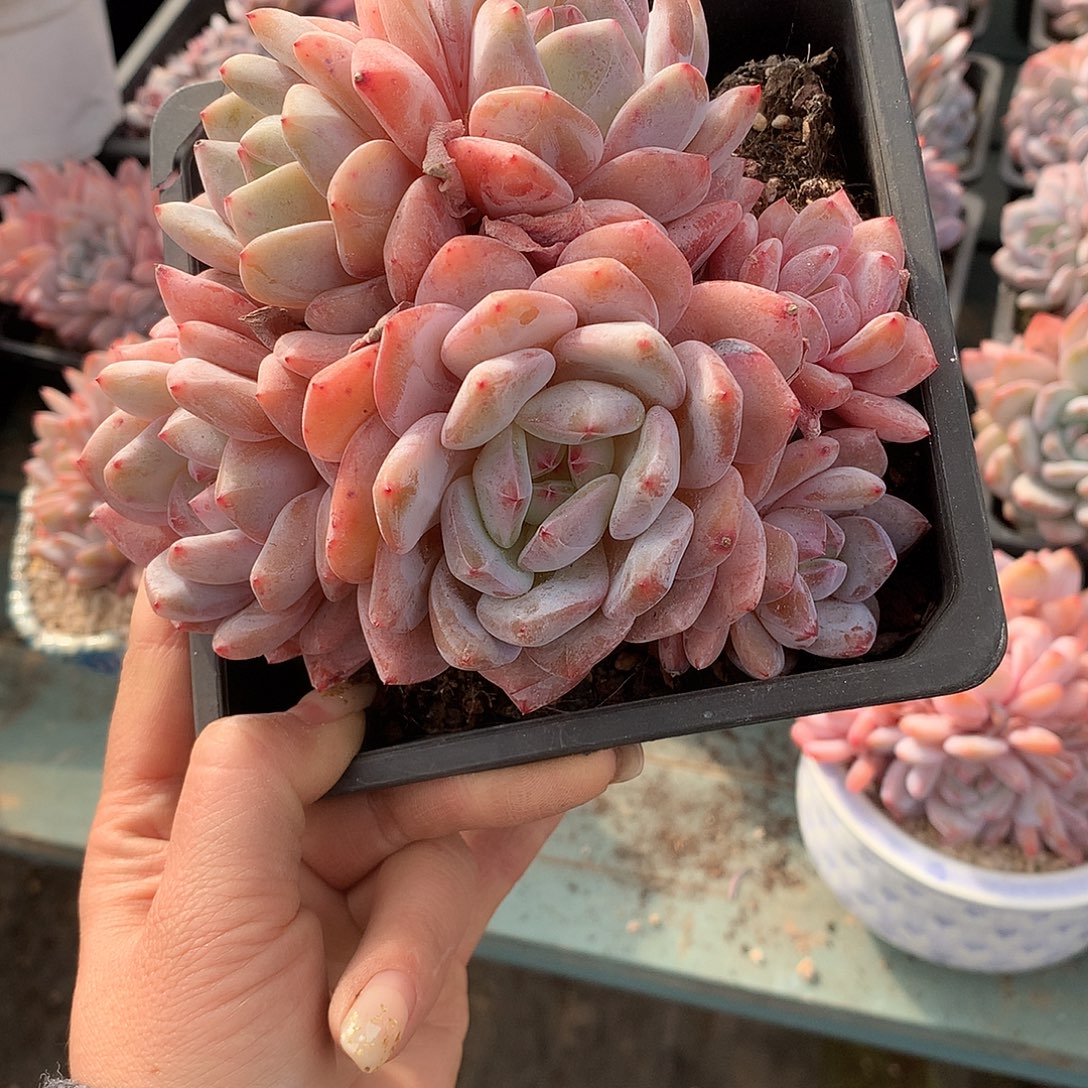 落***鹿哈哈哈哈哈哈哈哈哈冰玉石榴籽