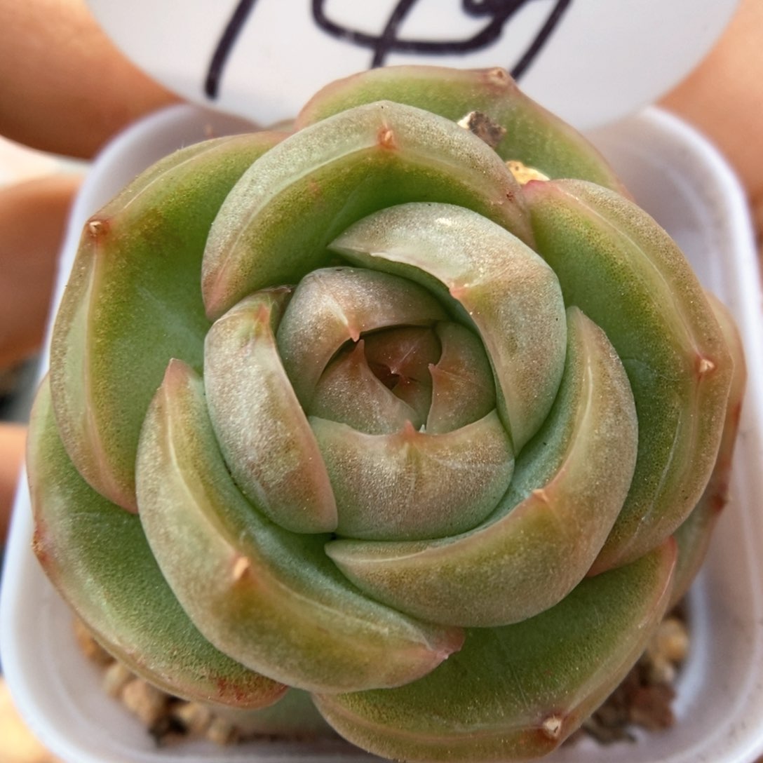 玉露新品可拍949号。