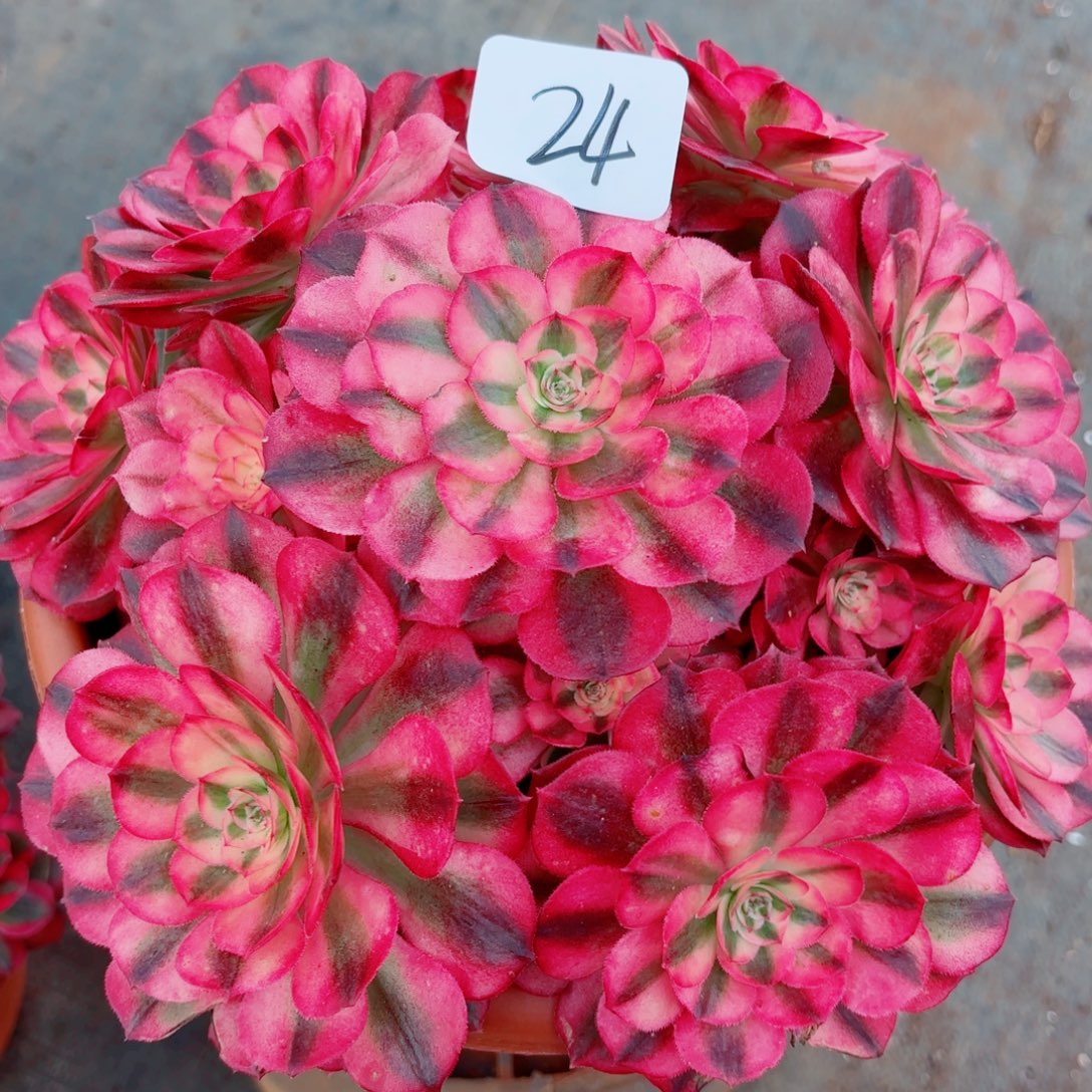 一物一拍多肉法师24