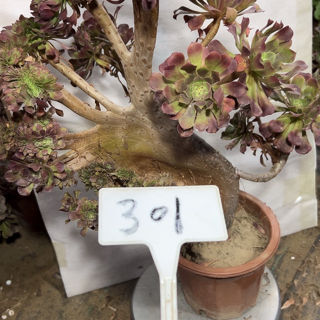 多肉植物铜壶一体化