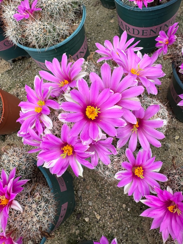 开花仙人球直播间价格专拍链接