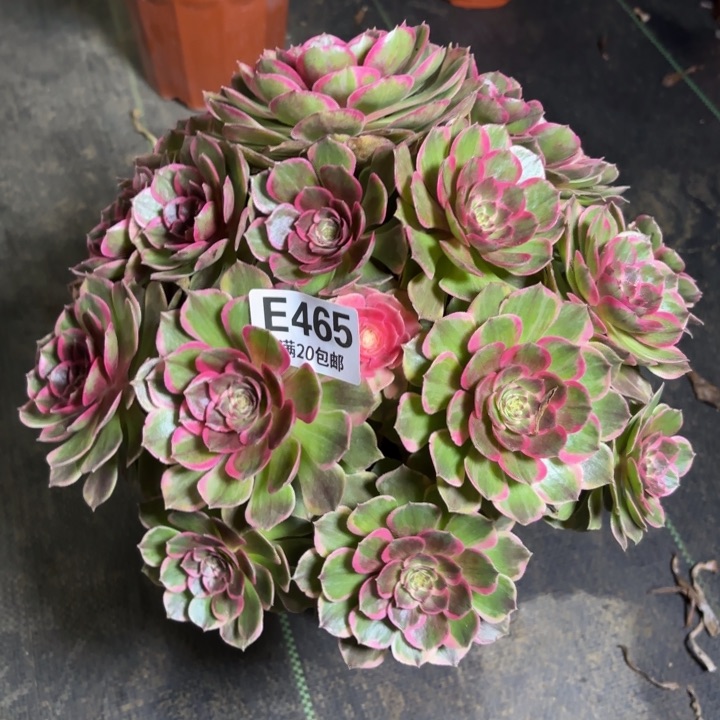 瑞妈一物一拍465