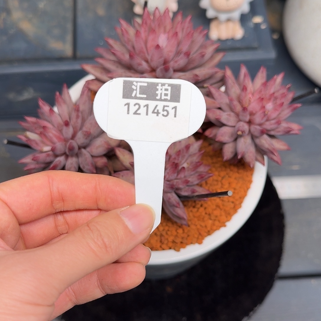 精品多肉植物121451
