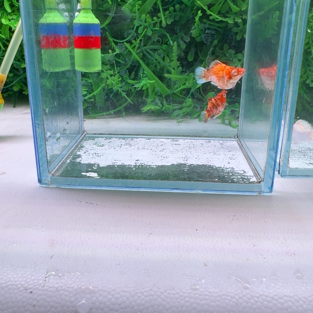 黑玛丽鱼962号玛丽2对