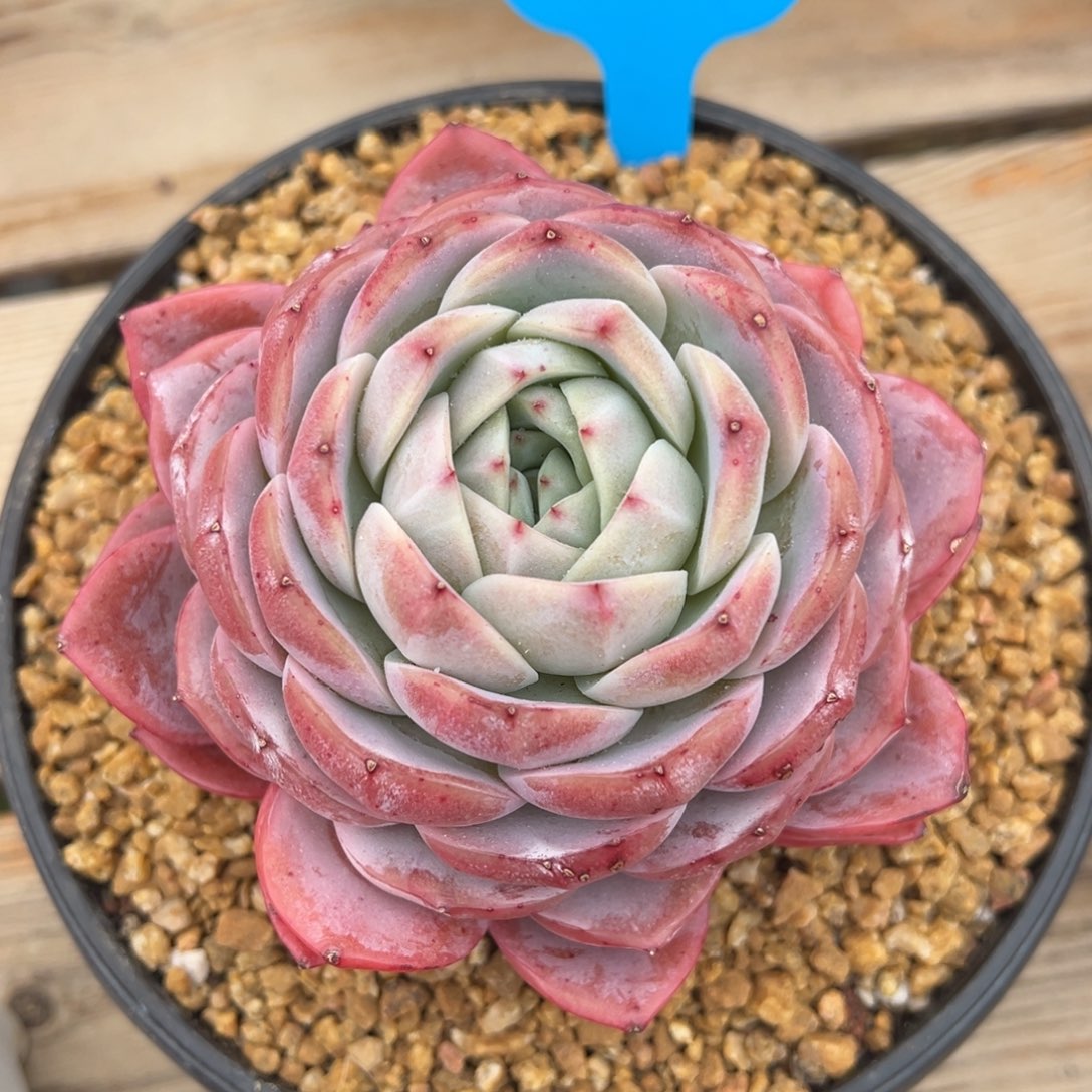 1-16-20粉芭比多肉植物