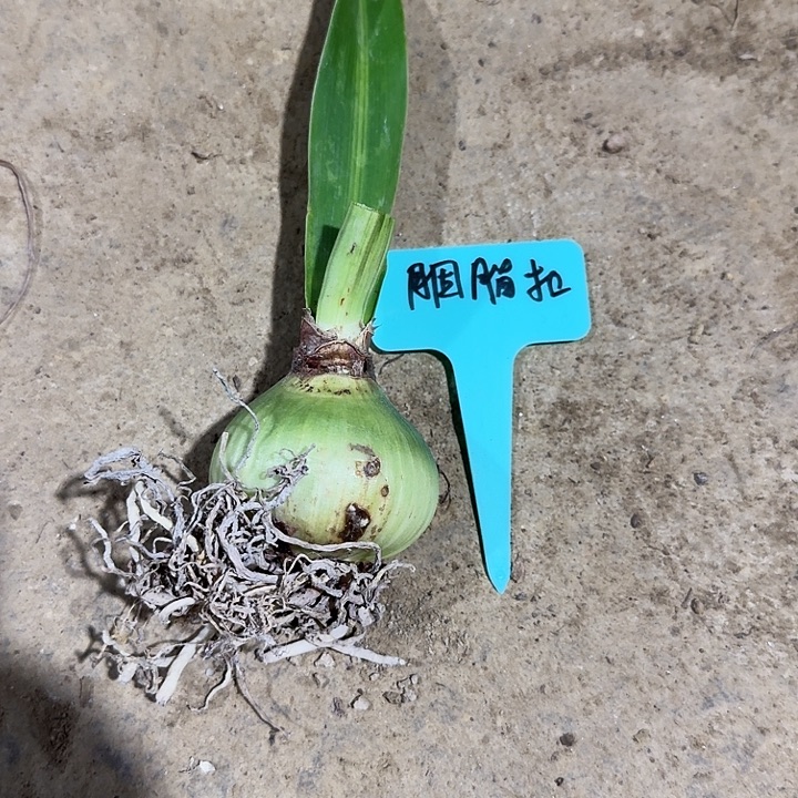 胭脂扣朱顶红一棵5+花后球