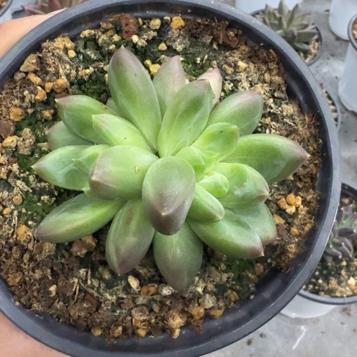 美人杂交 一物一拍