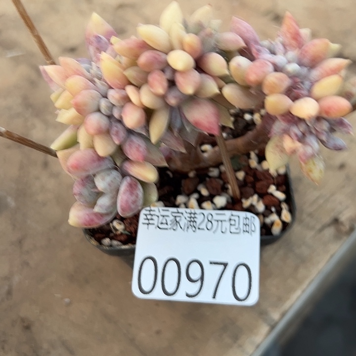 幸运的是我还没幸运