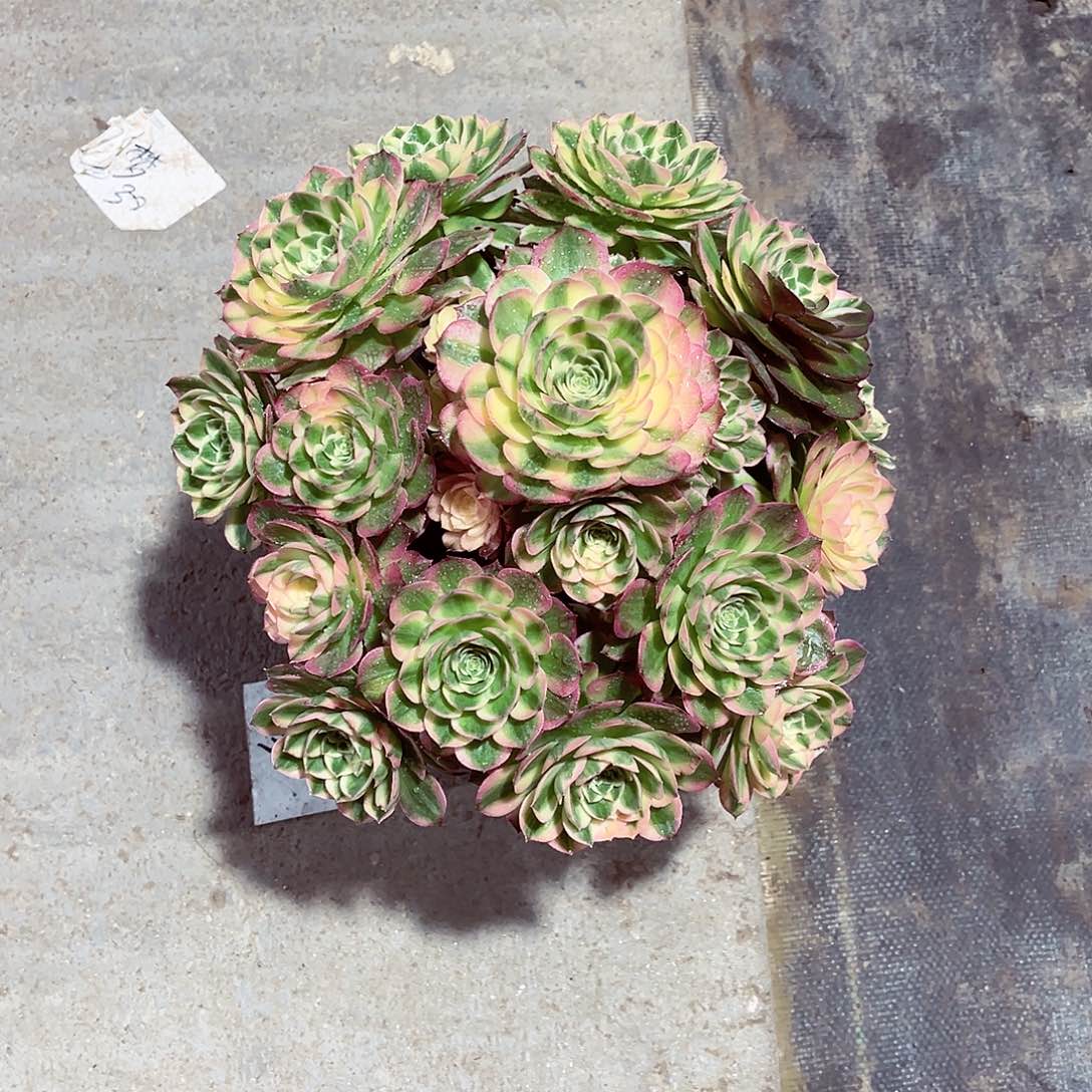 法师多肉漂亮漂亮