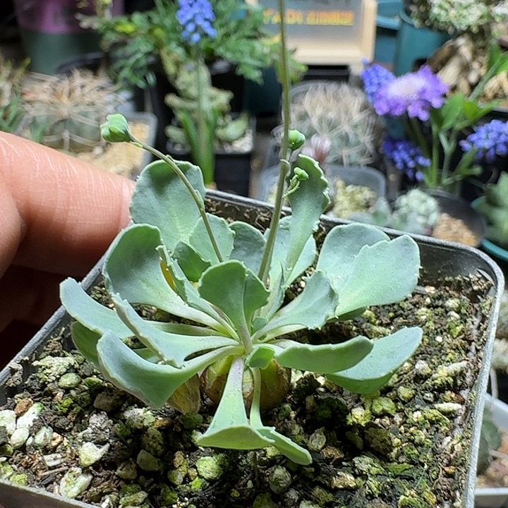 w***3306格加厚敦菊带盆发货