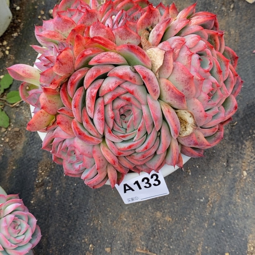 【闪购商品】E*a多肉植物