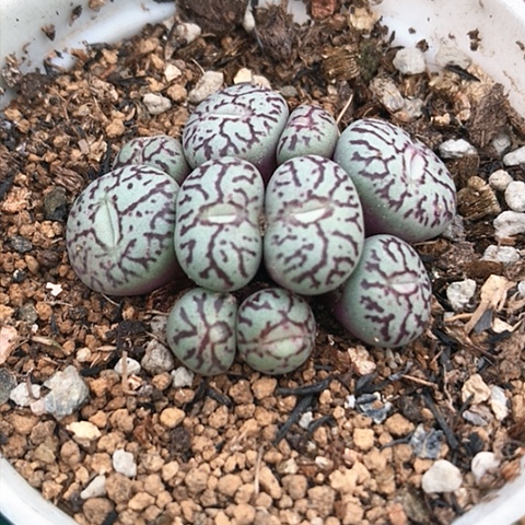 多肉肉锥 墨小锥