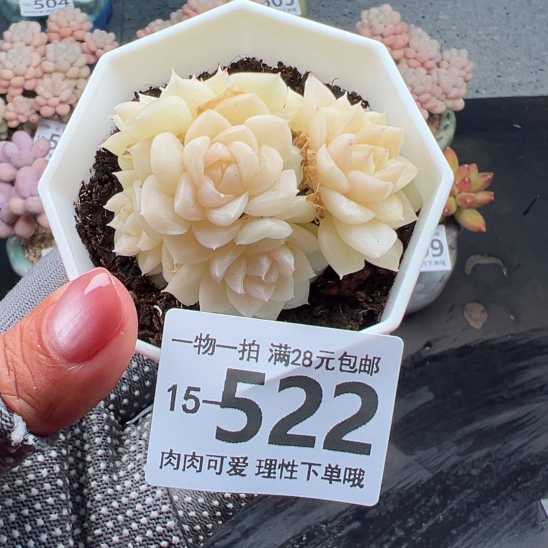 白天鹅麦秆多肉多肉多肉多肉