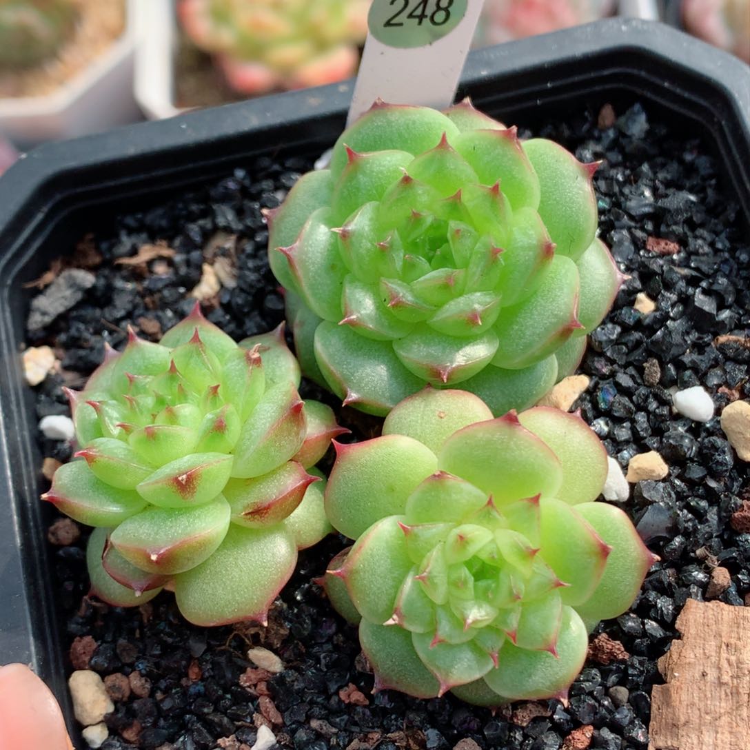 嘿嘿58包邮  群生不包整248