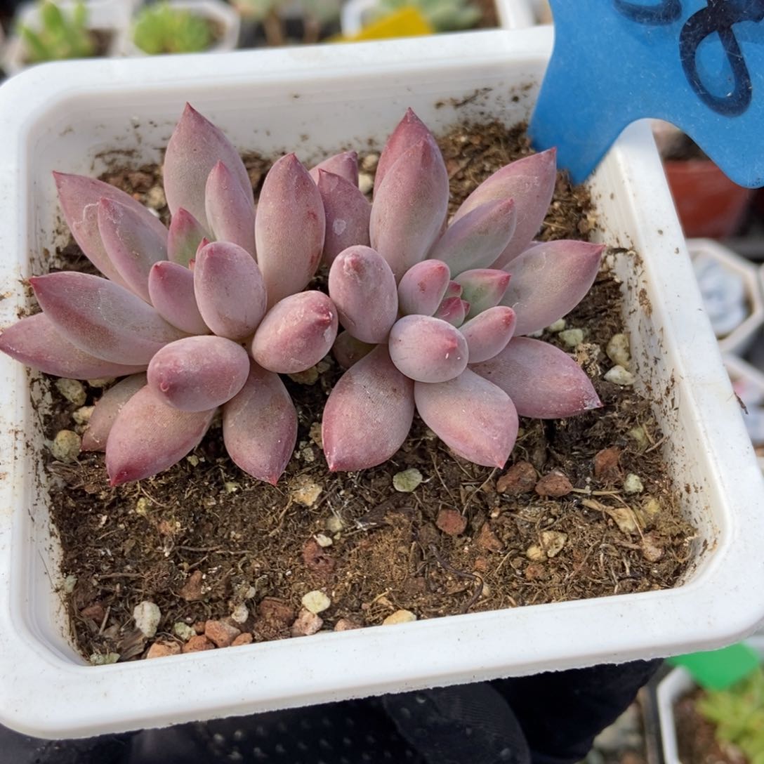 6158虞美人多肉植物保护