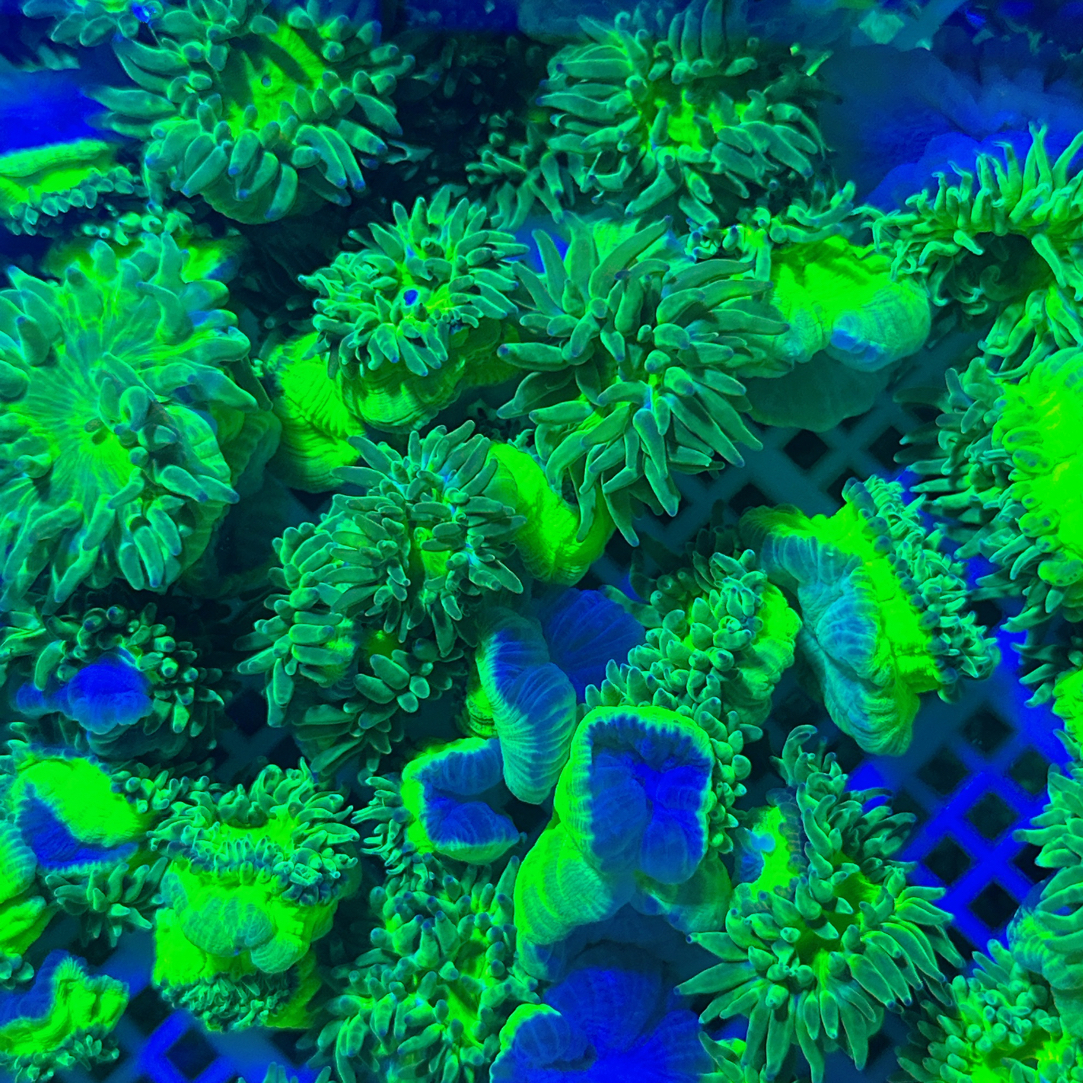 荧光绿石葵海葵星空葵海葵新手好养适合海缸养殖
