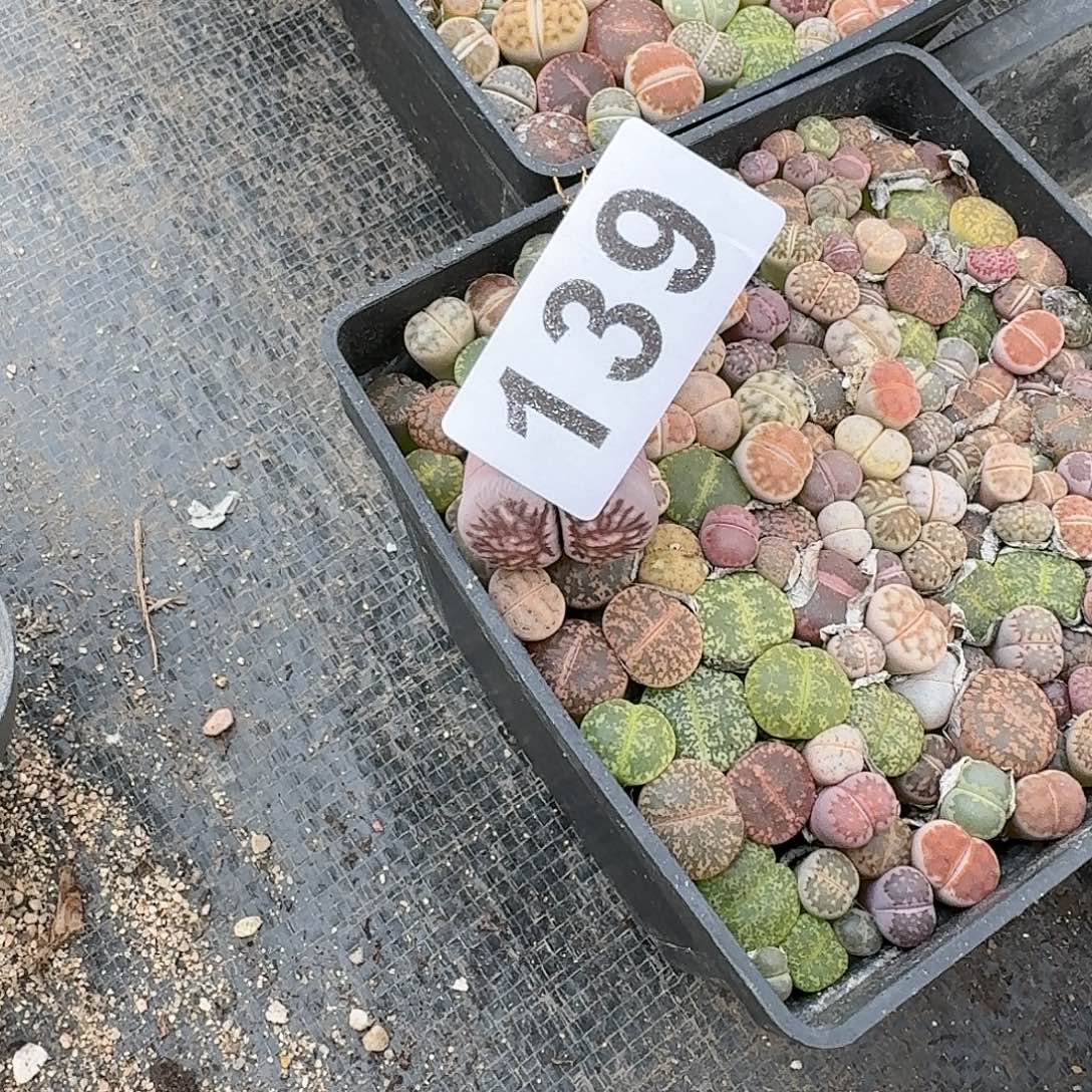 椿***顺生石花一物一拍139