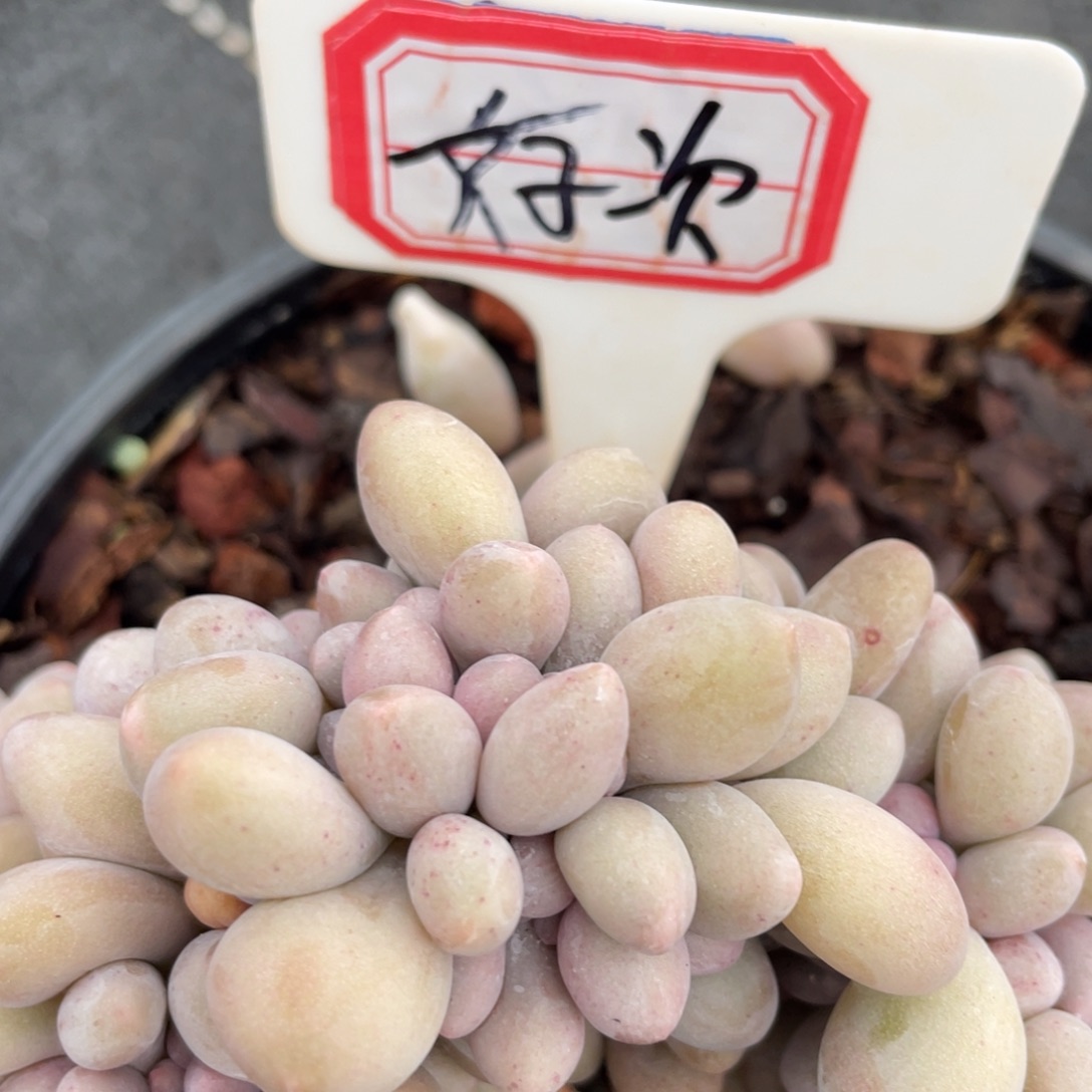 米****匠姐姐说她真的有男朋友没