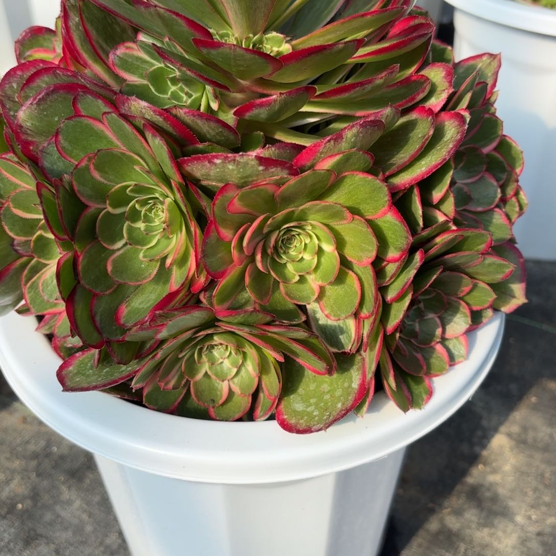 用****7花好月又圆202521