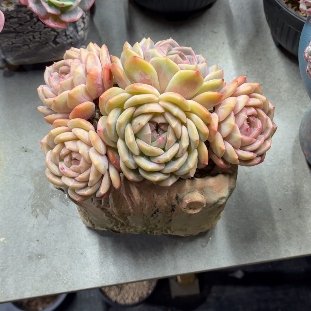 N***a多肉植物不知名的