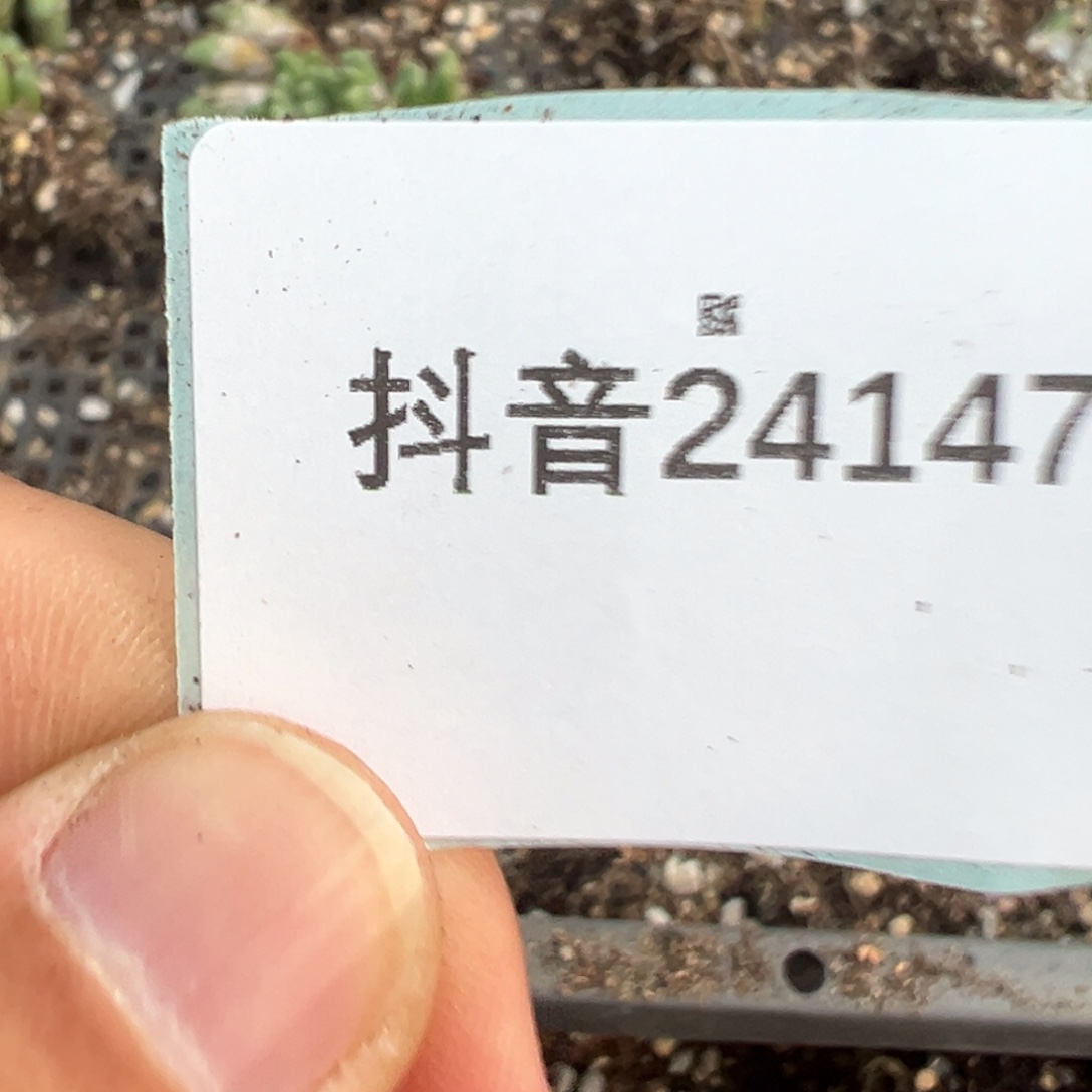 *****24-147空蝉多肉植物，