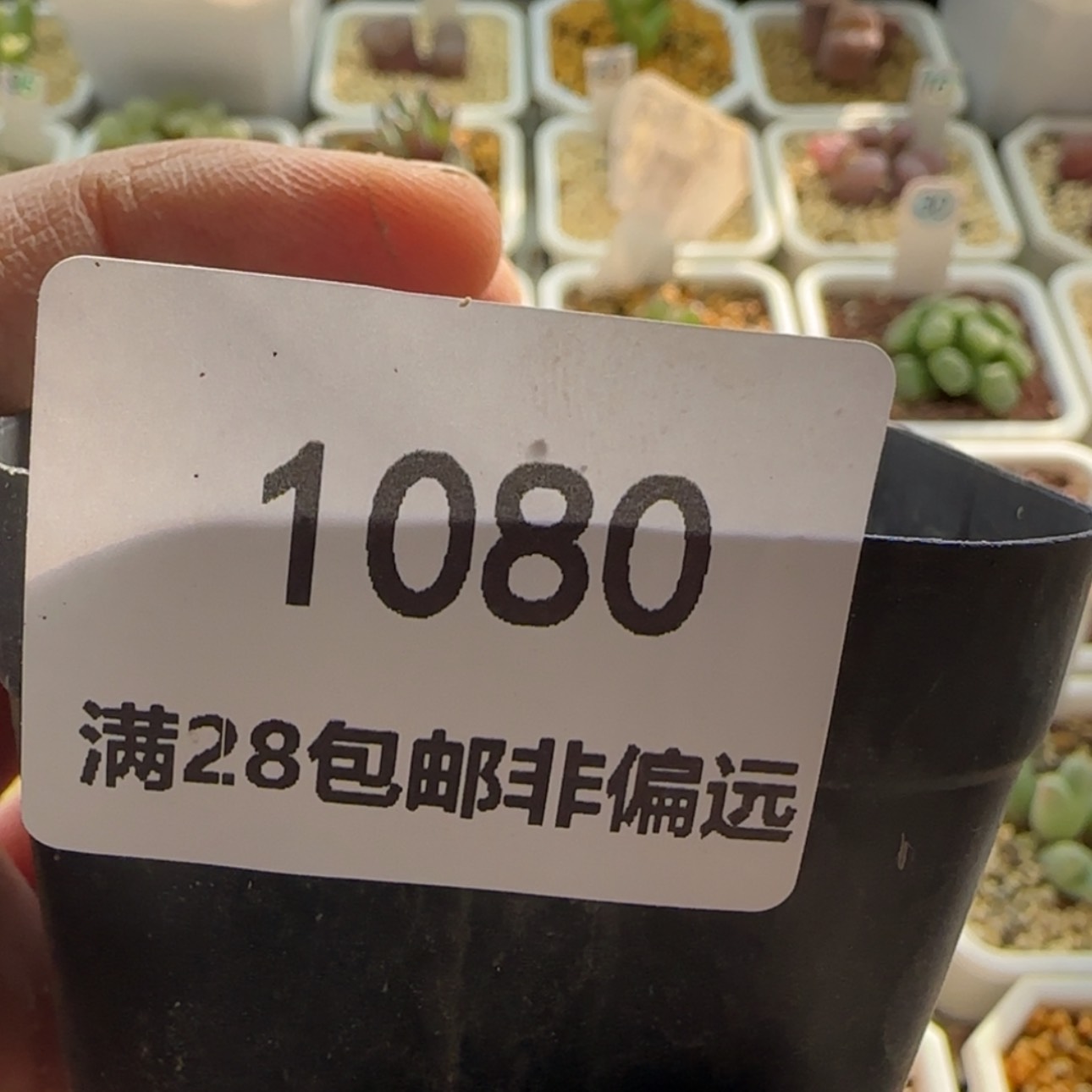 【闪购商品】熊***蜜1080     