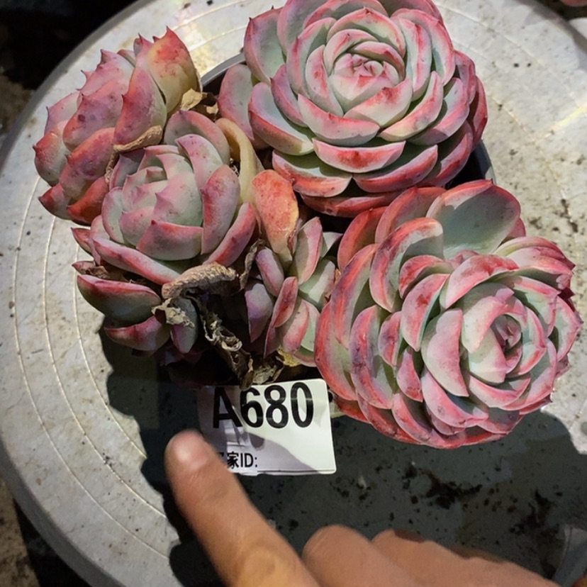 【闪购商品】歆*多肉植物的