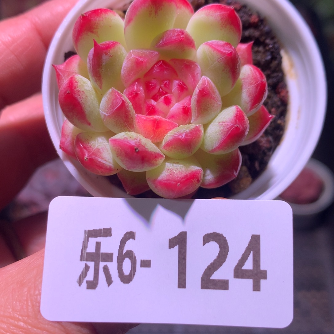 乐然 6-124 新品单头 