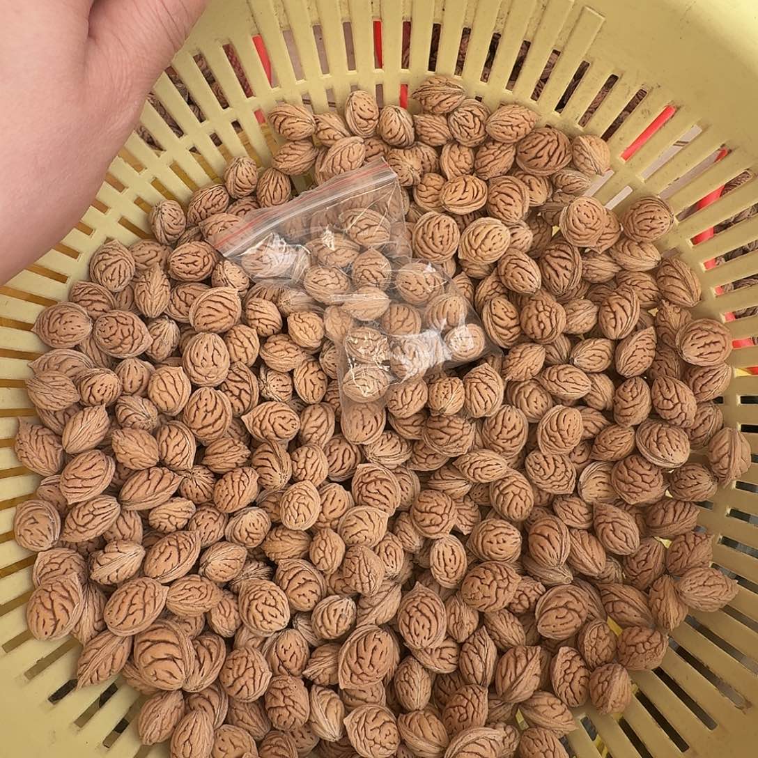 精品碧桃核老核480颗