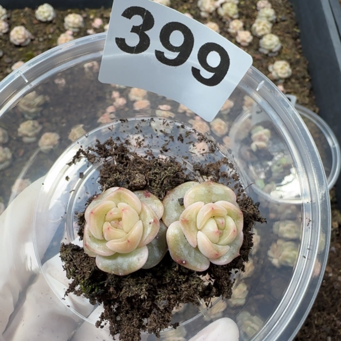 阿***。399 号王者系列多肉一盒