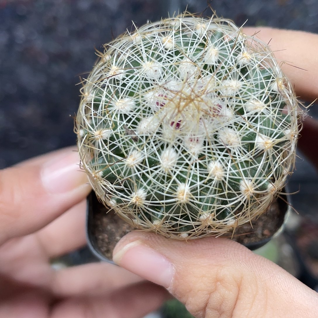 067白虎娇丽（满18元包邮）