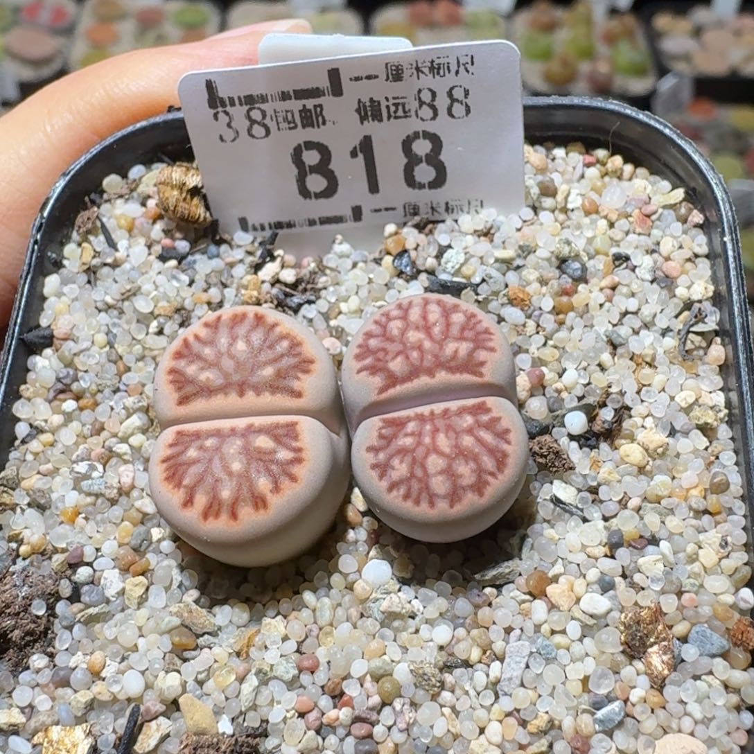 Sss精品便宜出了818