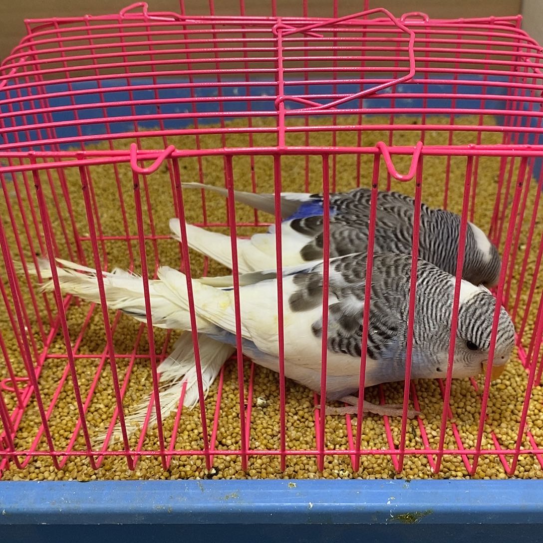 虎皮鹦鹉大头虎皮