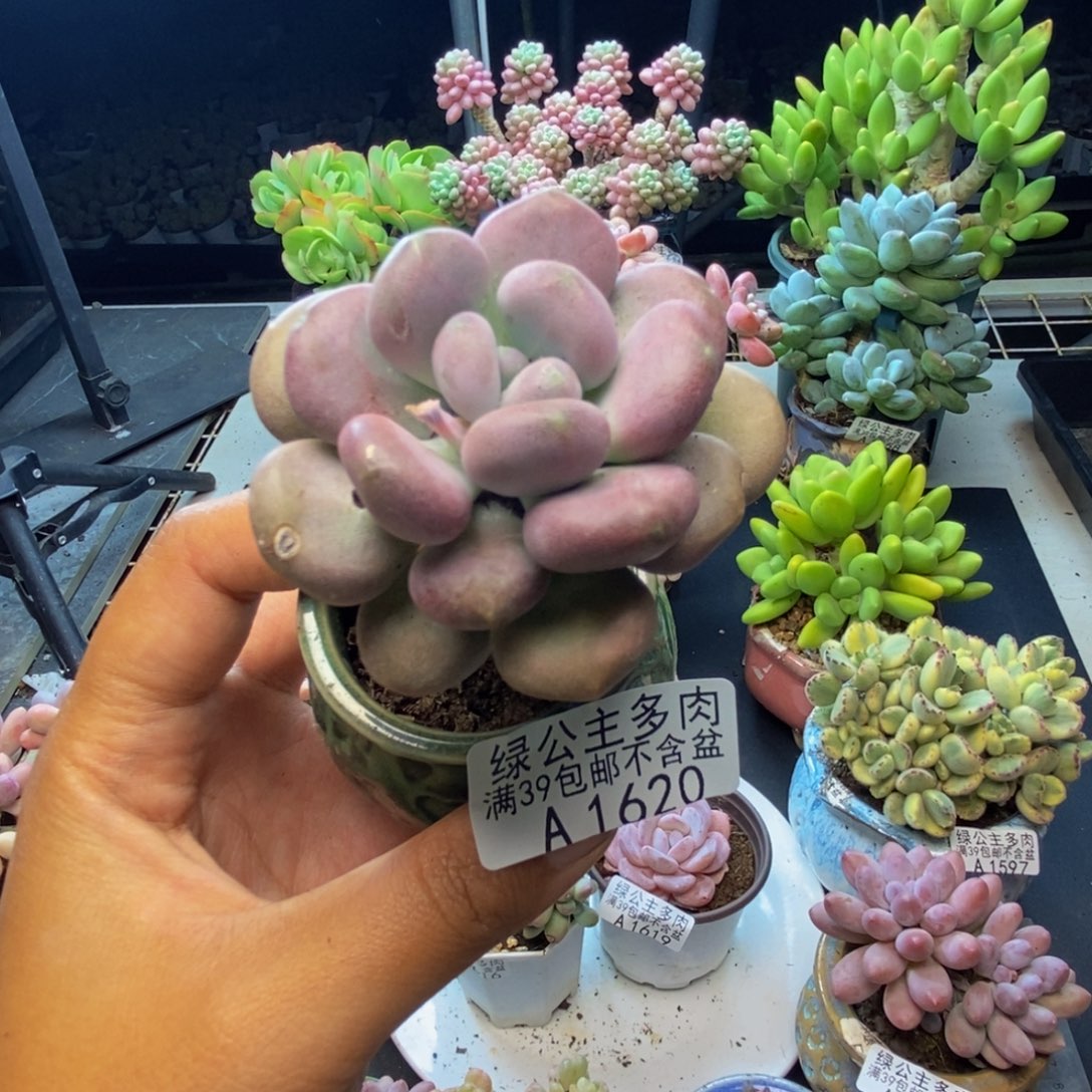 620月美人多肉5c m