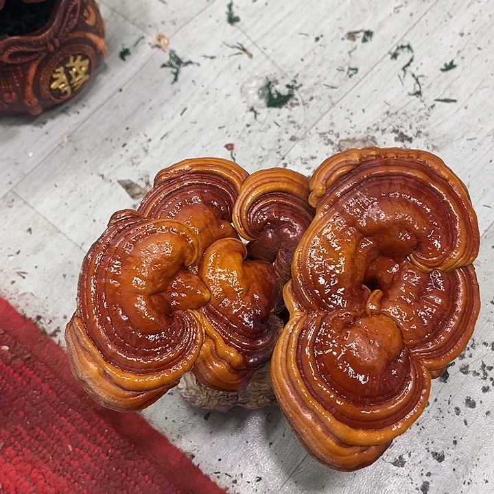 全部花朵888888888888888