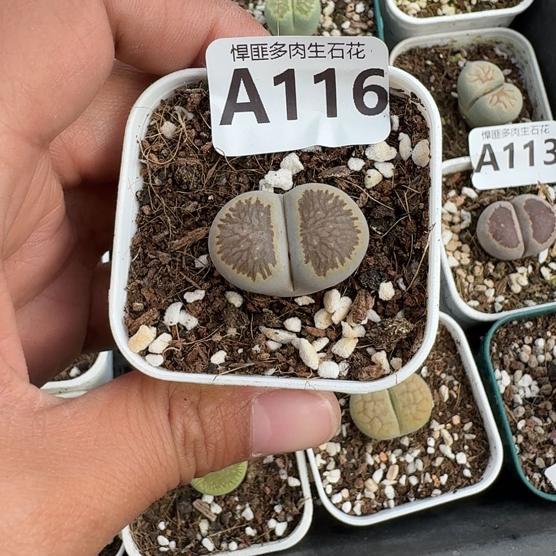 116多肉植物多肉植物