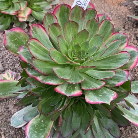 80孔雀翎满25包邮多肉