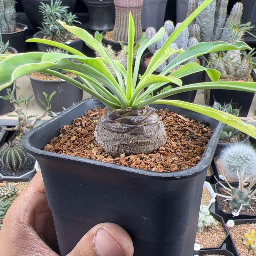 铁甲丸大戟3.7一物一拍带盆发