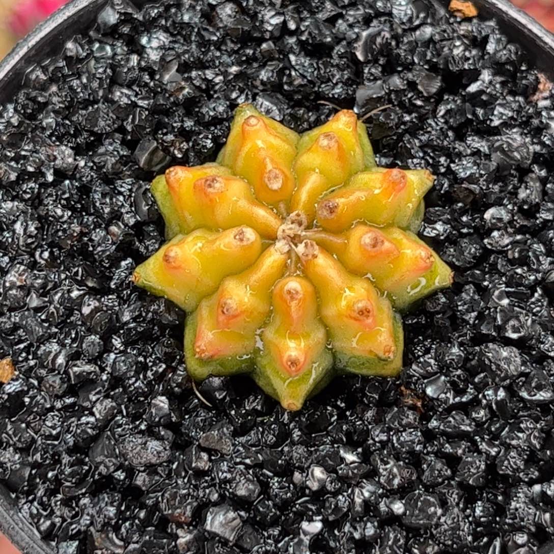 渐变色 米哈仙人球